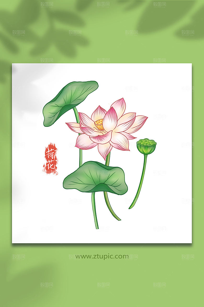夏日花卉荷花手绘插画设计