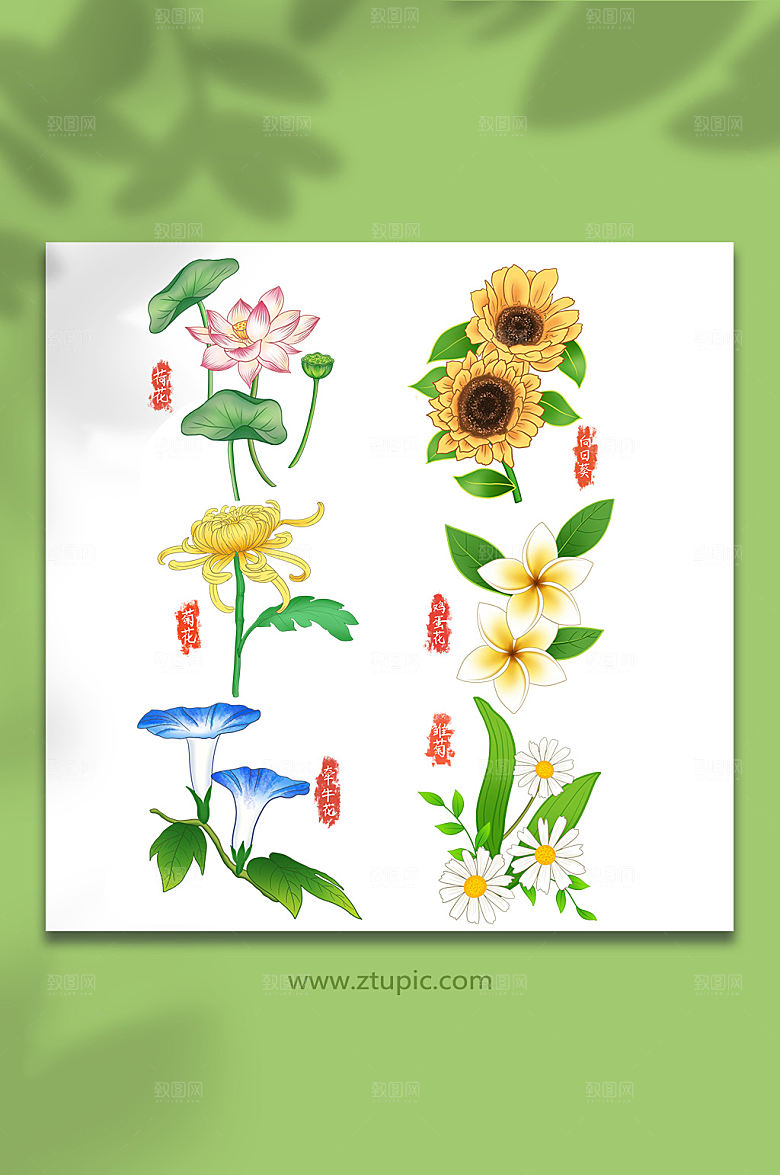 手绘夏日花卉插画免抠设计