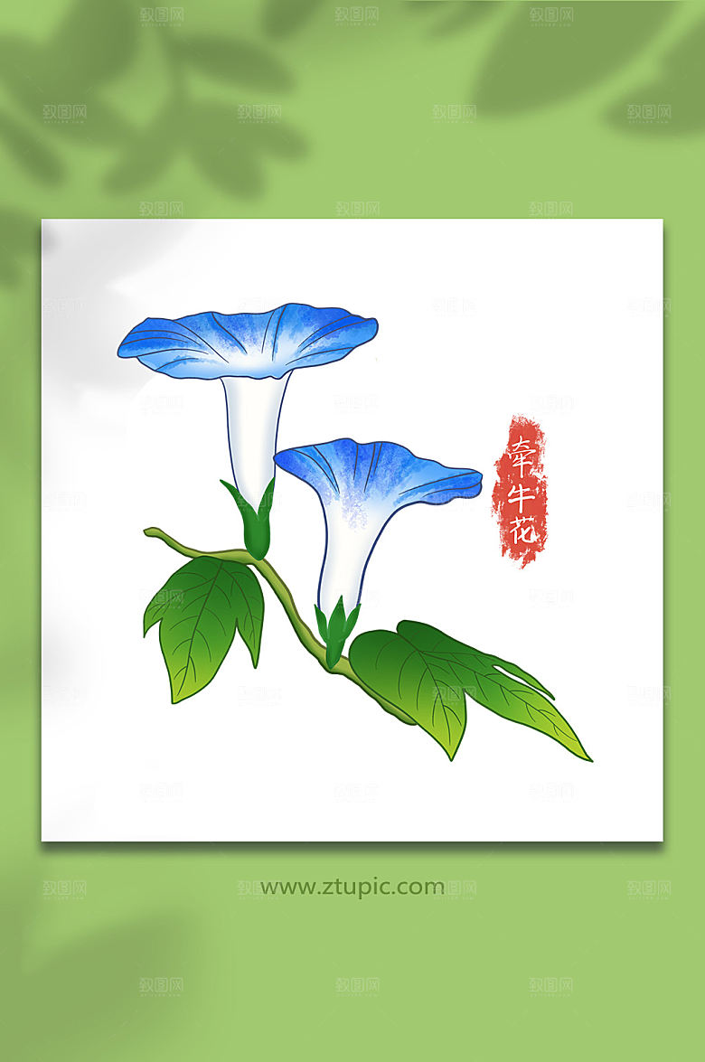 夏日花卉牵牛花手绘插画设计