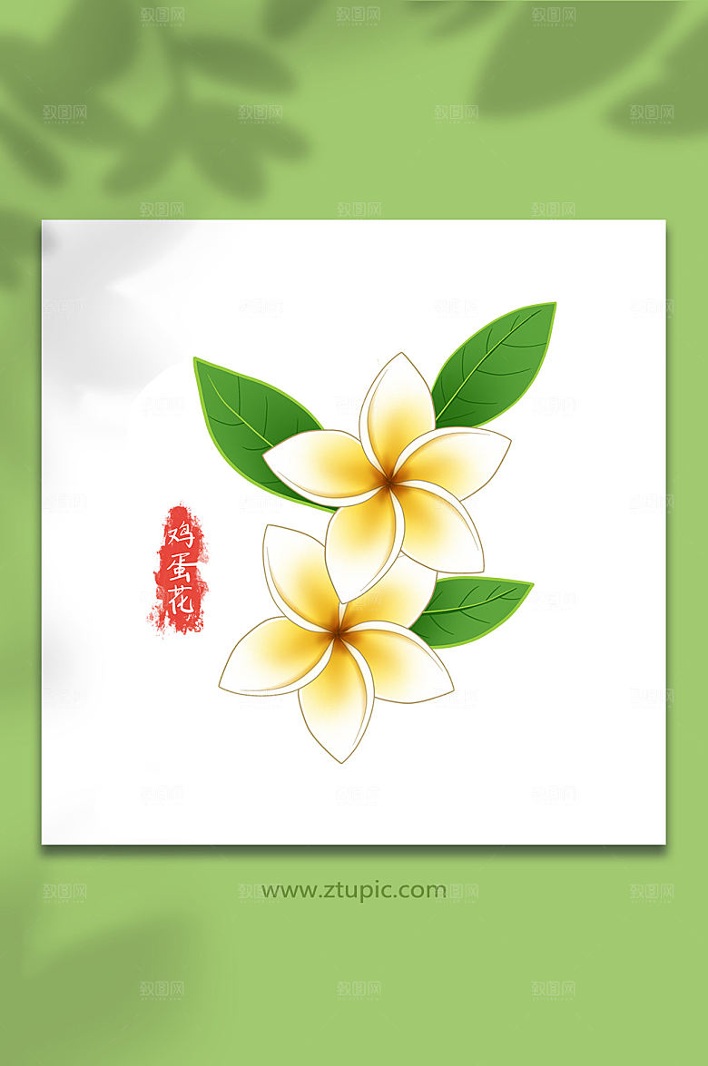 夏日花卉鸡蛋花手绘插画设计