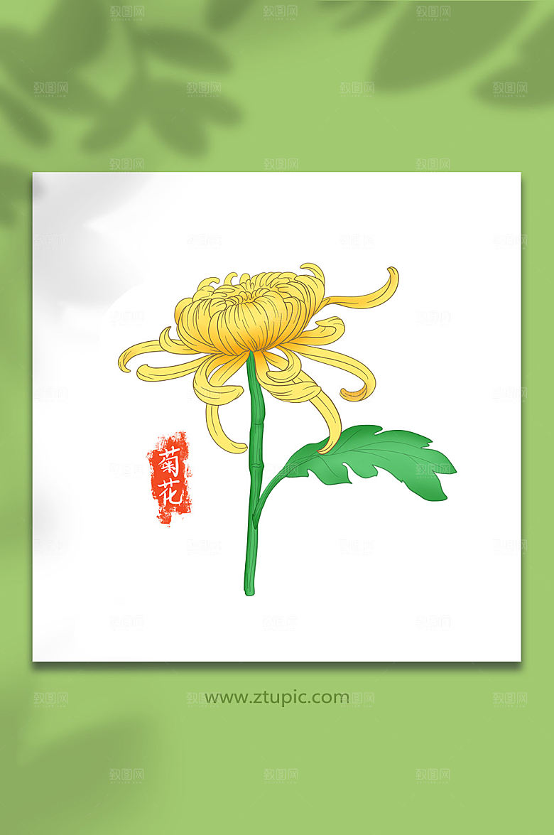 夏日花卉菊花手绘插画设计