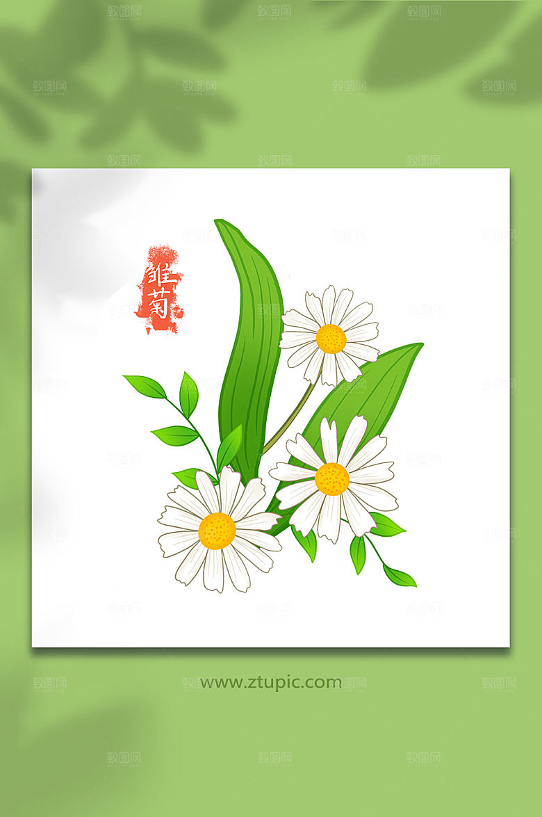 夏日花卉雏菊手绘插画设计