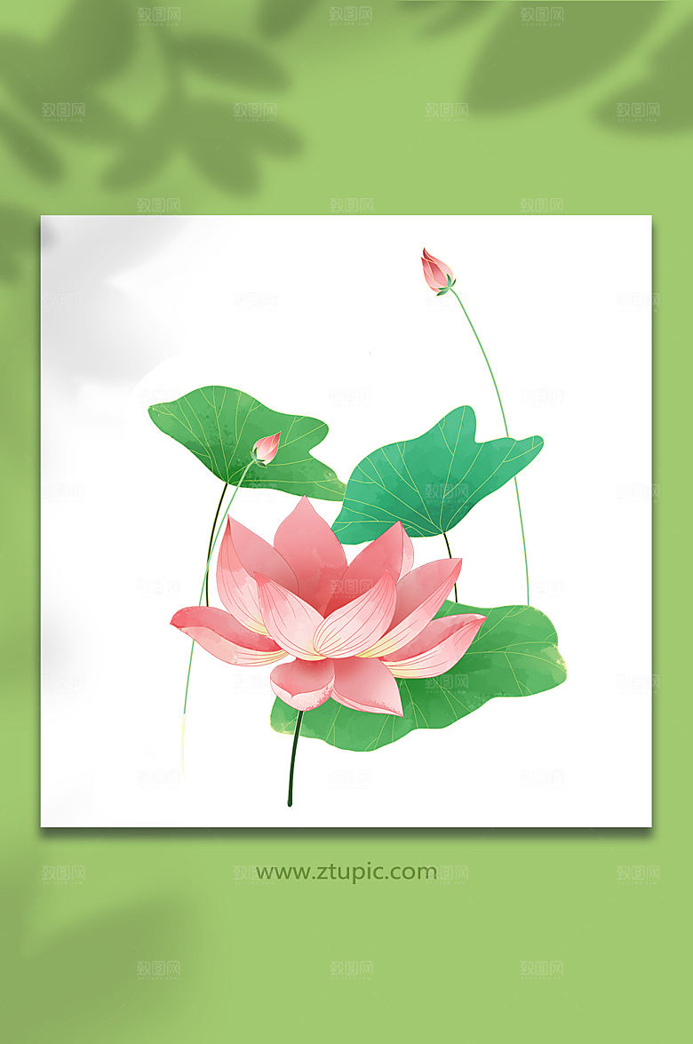 荷花花卉物品元素插画设计