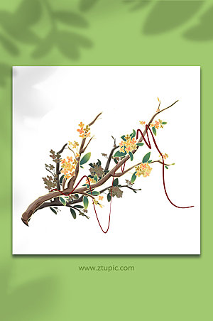 桂花夏季花卉物品元素插画设计