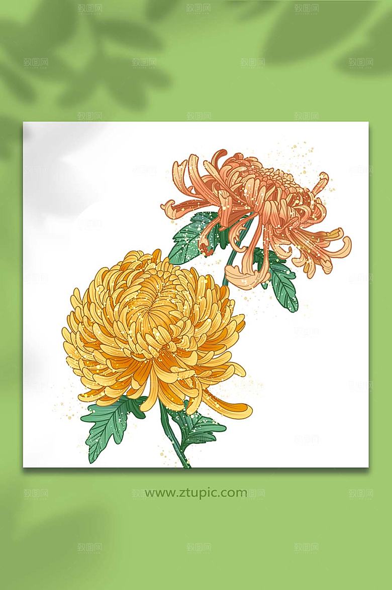 工笔装饰国潮菊花插画设计