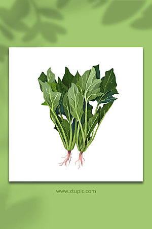 菠菜蔬菜元素插画设计