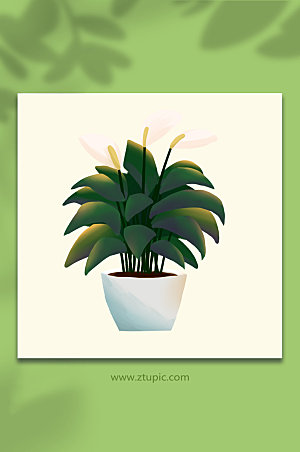写实白掌绿色植物盆栽元素插画设计