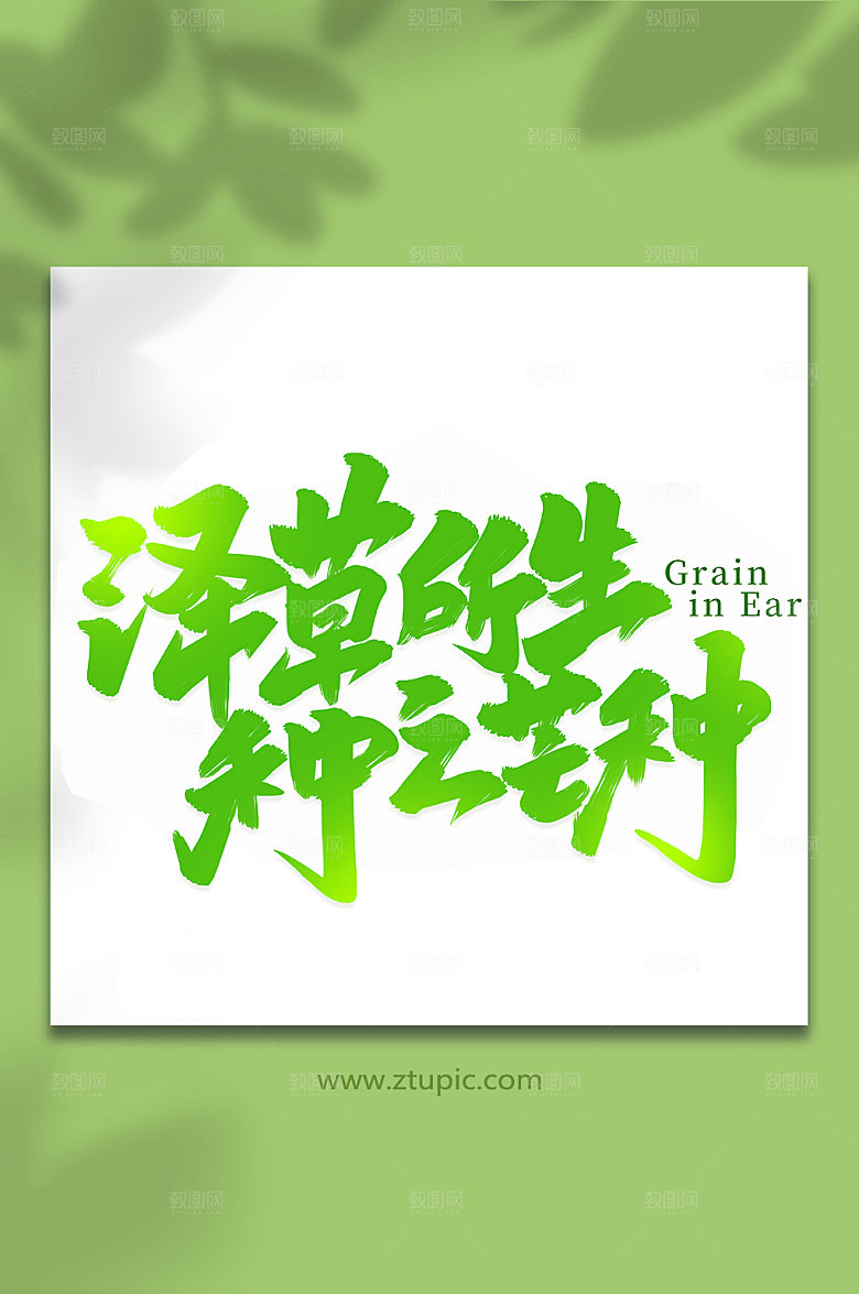 泽草所生种之芒种艺术字