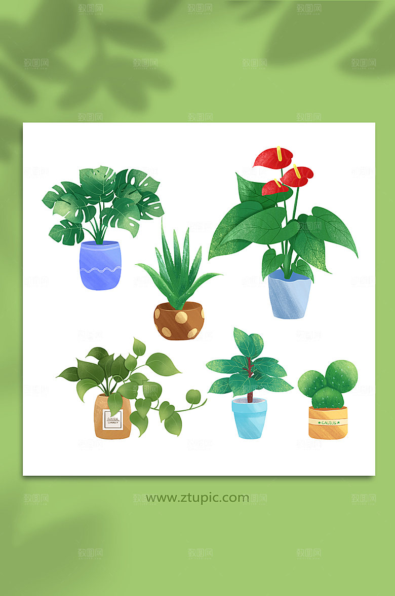 ⼿绘芦荟橡皮树植物插画设计