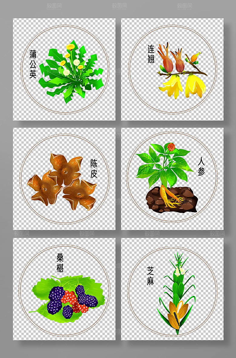 ⼿绘写实中医药材元素设计插画