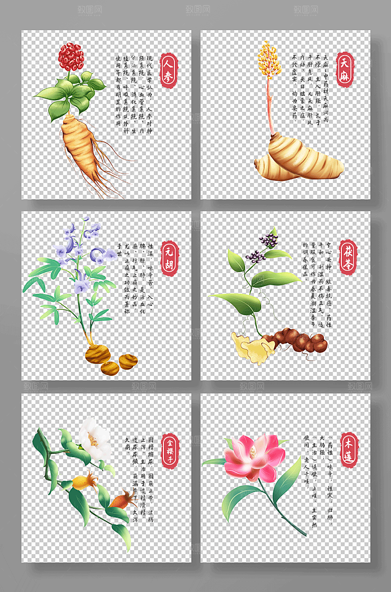 扁平参天麻元胡中医药材设计插画