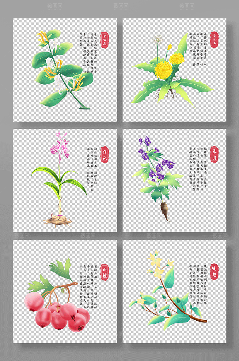 写实金银花蒲公英中医药材设计插画