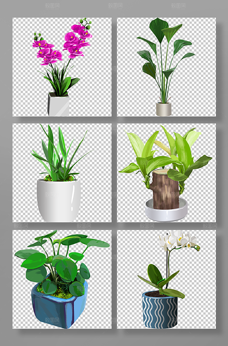 手绘植物盆栽蝴蝶兰设计插画