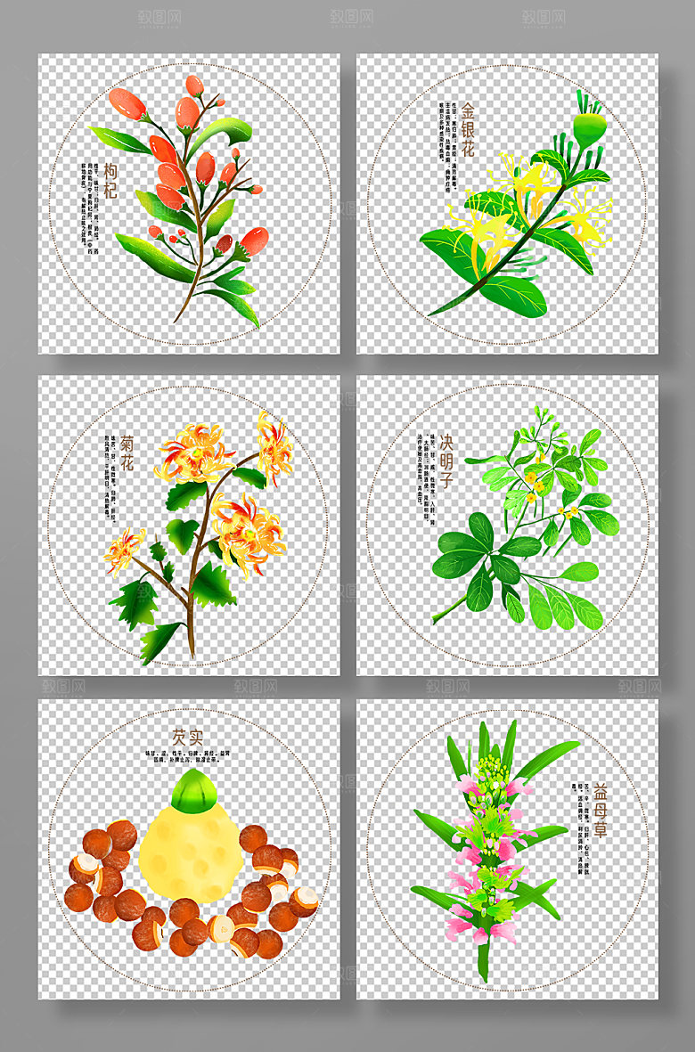 手绘写实中医药材设计插画
