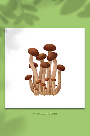 手绘茶树菇菌菇类元素设计插画