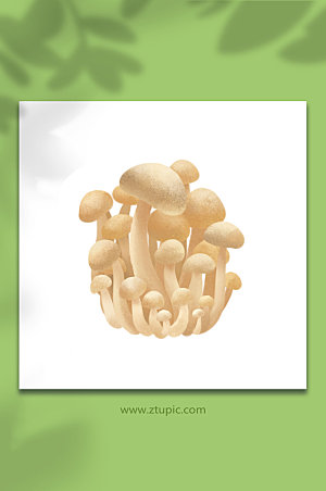扁平海鲜菇菌菇类元素设计插画