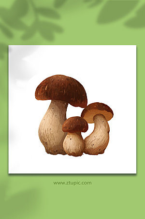 手绘牛肠菌菌菇类元素插画设计