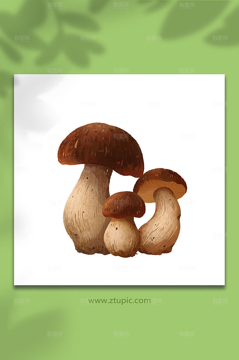 手绘牛肠菌菌菇类元素插画设计