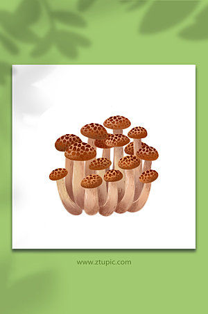 手绘蟹味菇菌菇类元素插画设计