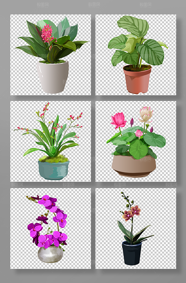 写实绿色植物盆栽手绘设计插画