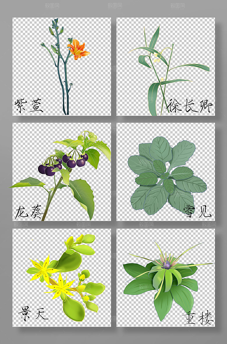 扁平中医药材元素插画设计