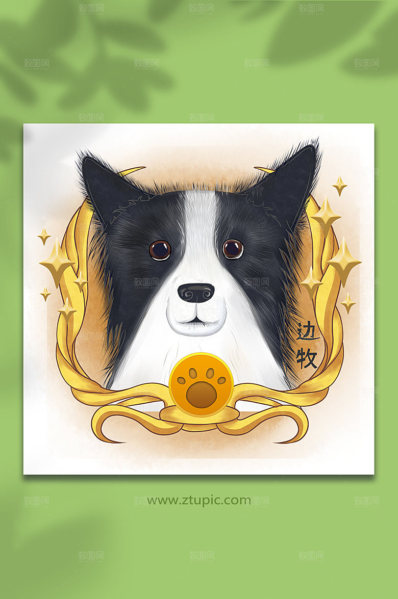 手绘边牧宠物狗头像设计插画