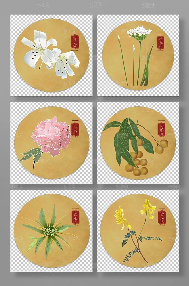 写实药草中医药材元素插画设计