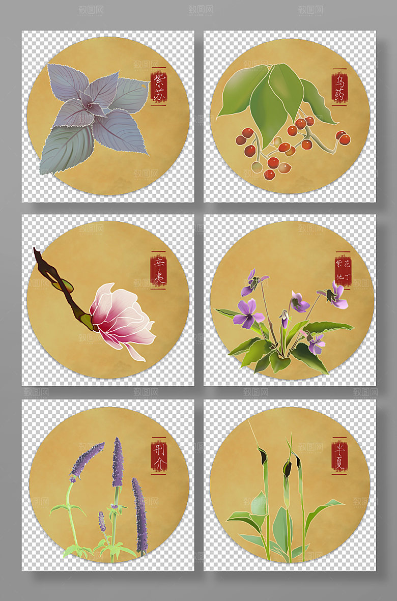 扁平药材中医药材元素插画设计