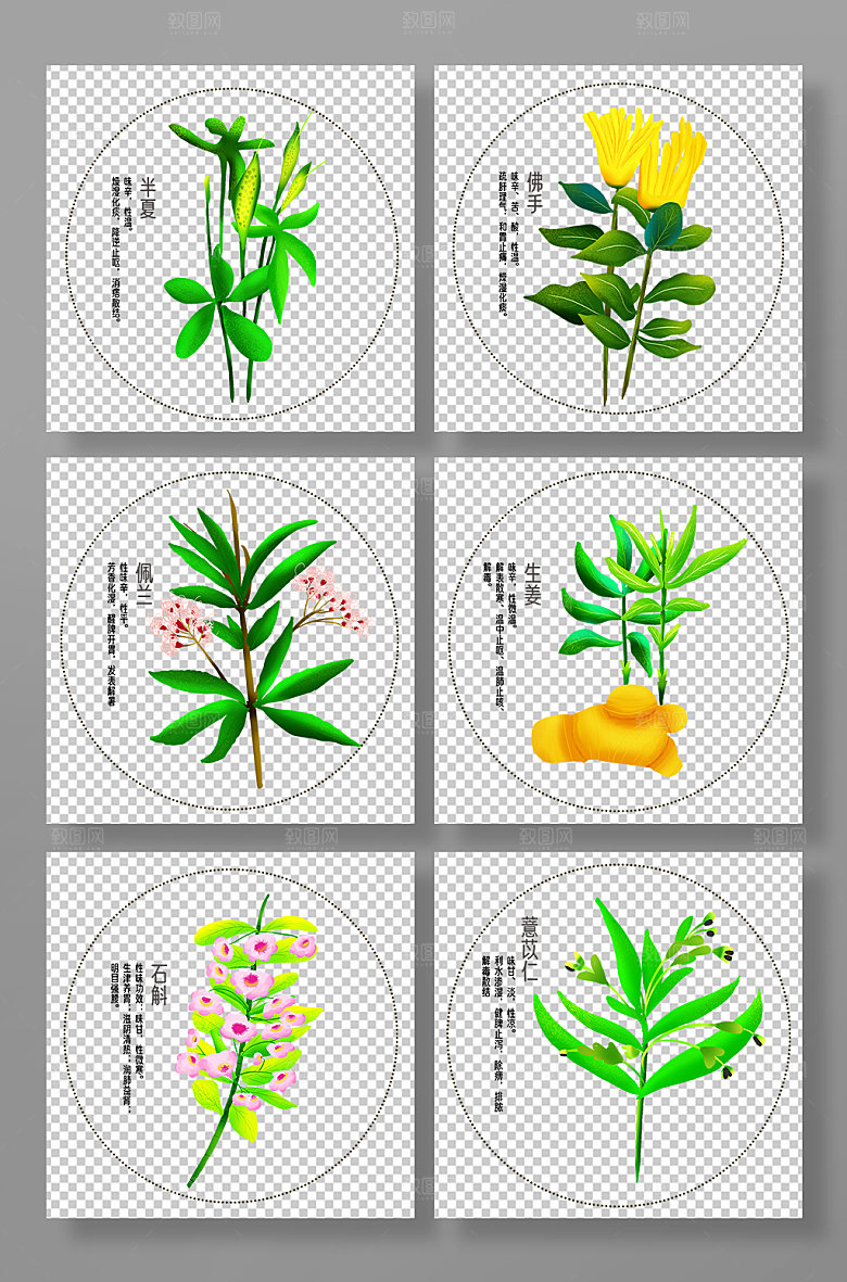 写实简约中医药材元素插画设计