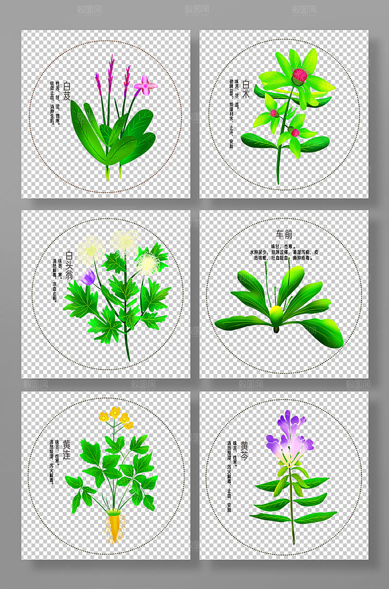 写实中医药材元素插画设计