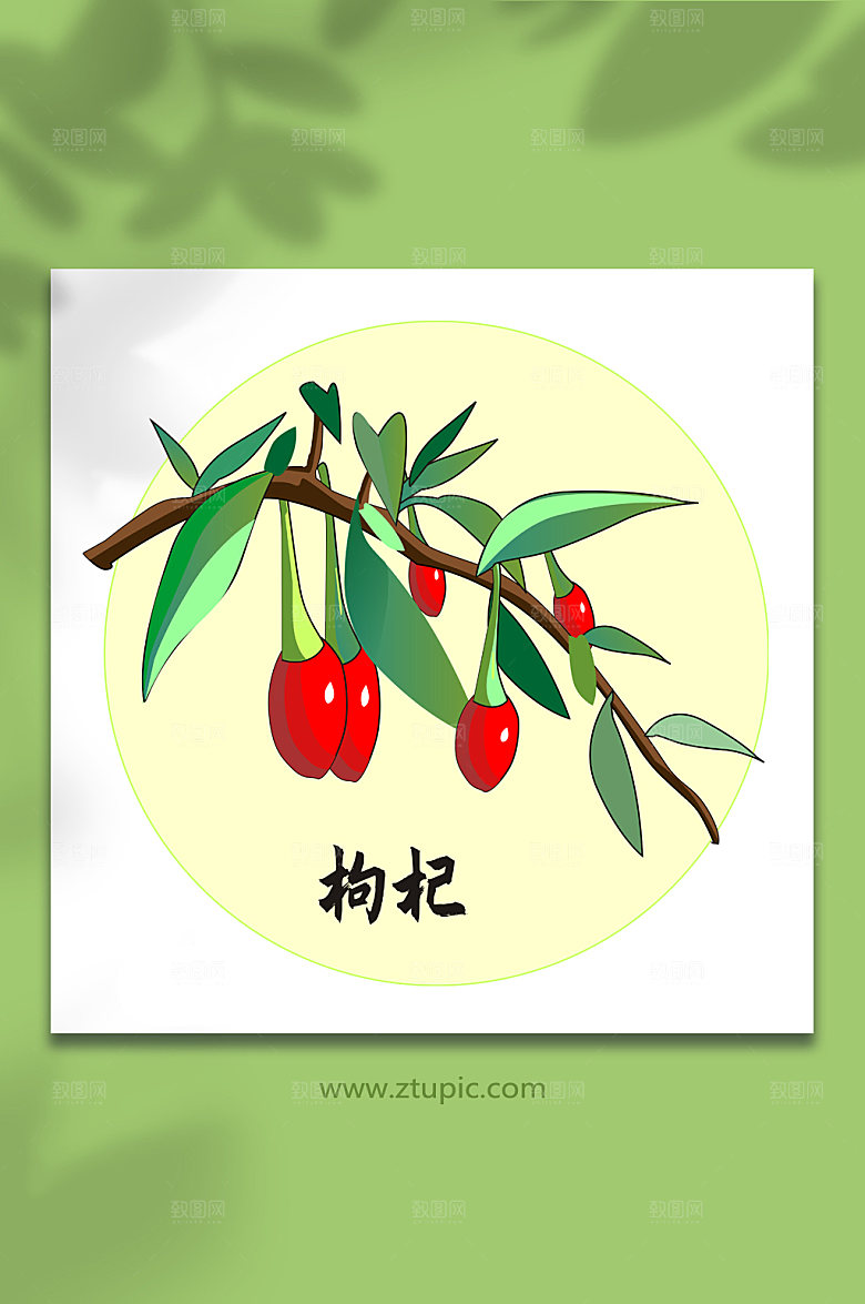 扁平枸杞中医药元素插画设计