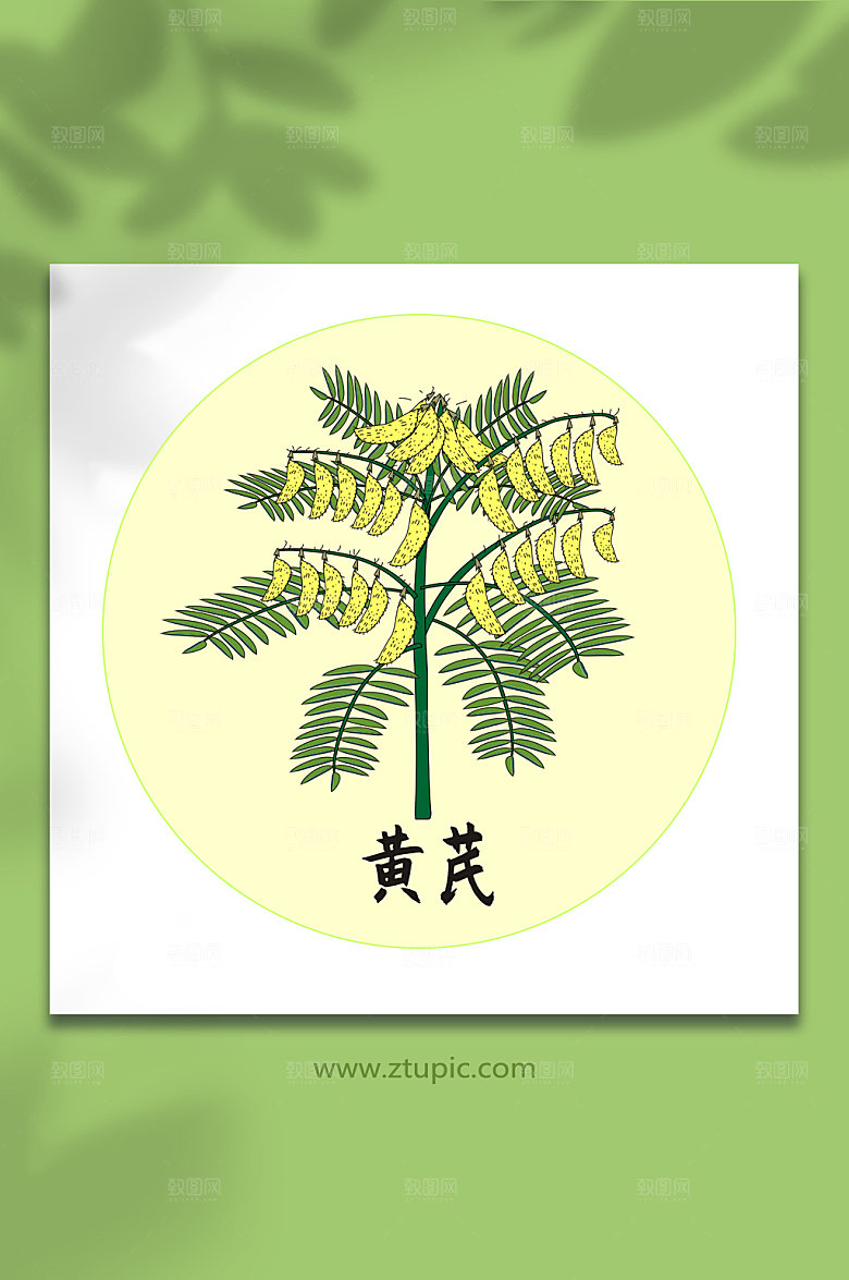 卡通黄芪中医药元素插画设计