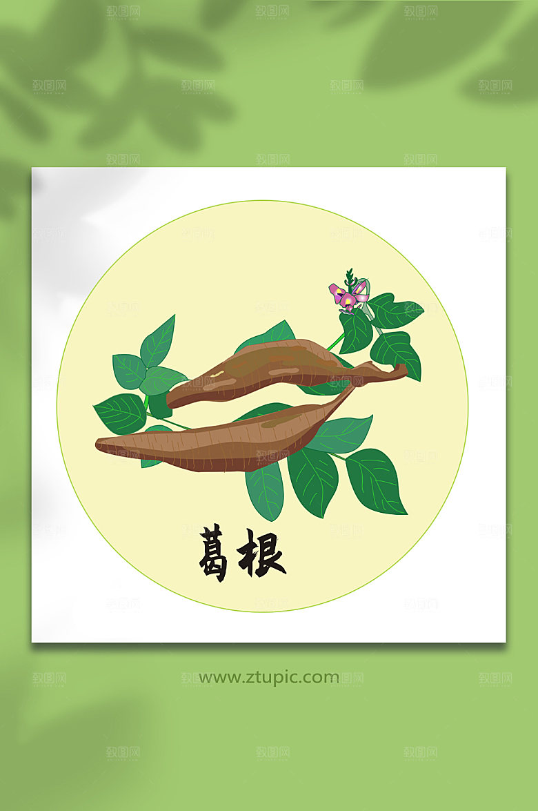 扁平葛根中医药元素插画设计