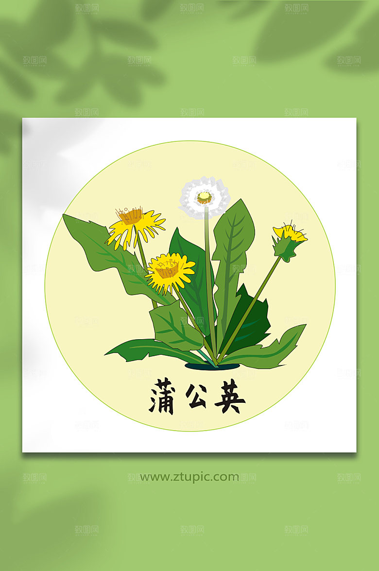 扁平蒲公英中医药元素插画设计