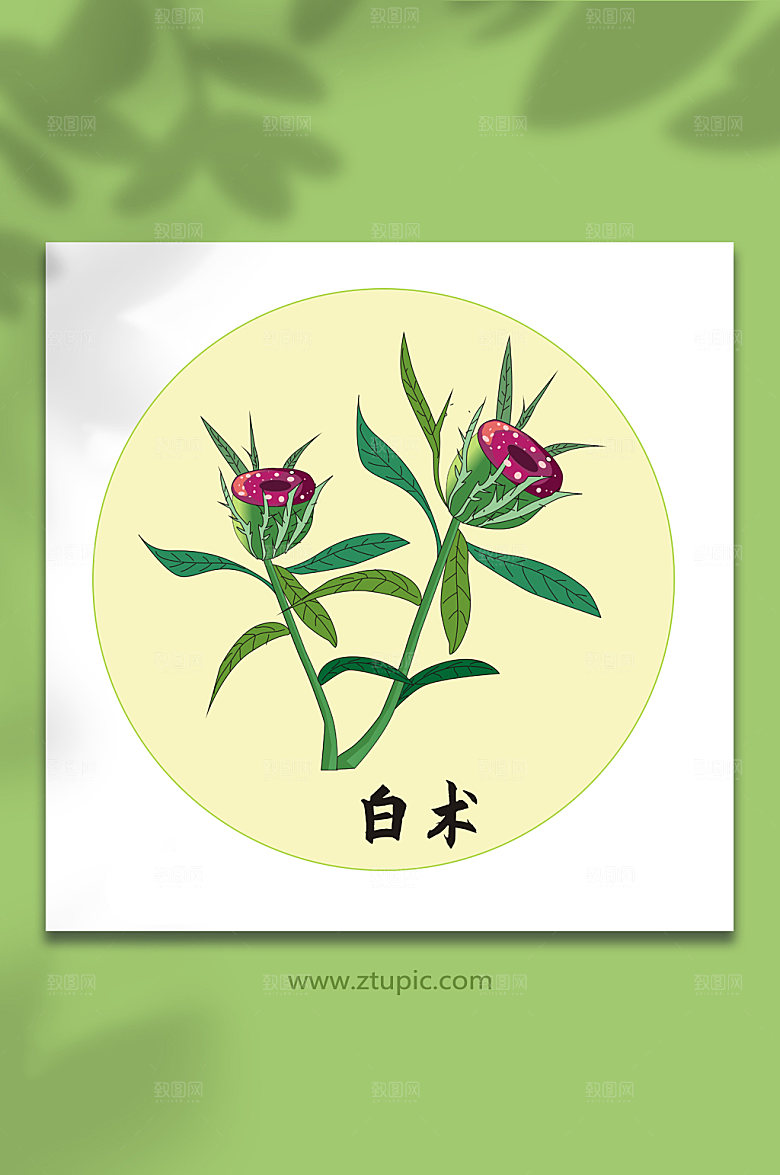 手绘白术中医药元素插画设计