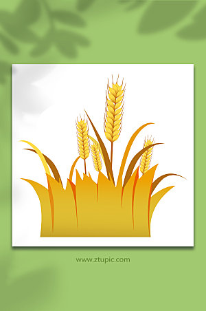 卡通水稻小麦丰收秋天插画设计