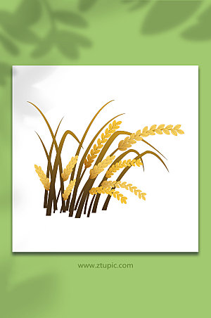 写实麦穗水稻谷子粮食插画设计