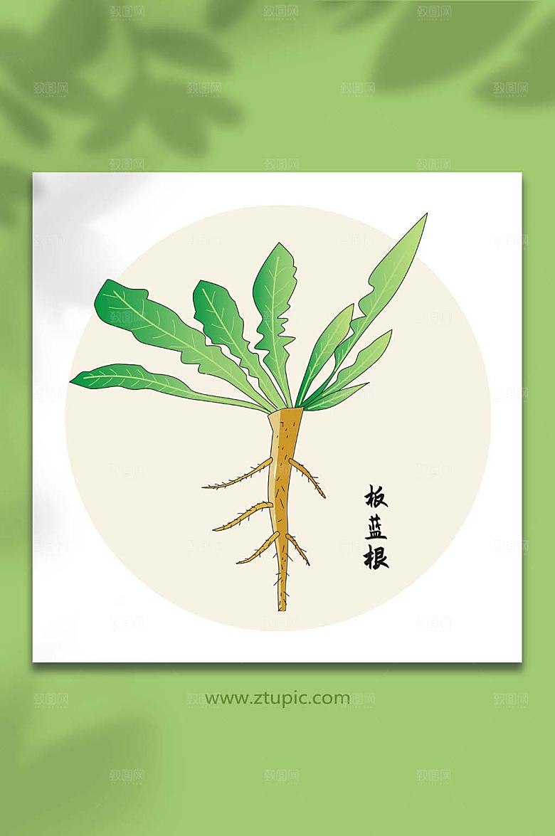 卡通板蓝根中医药材元素插画设计