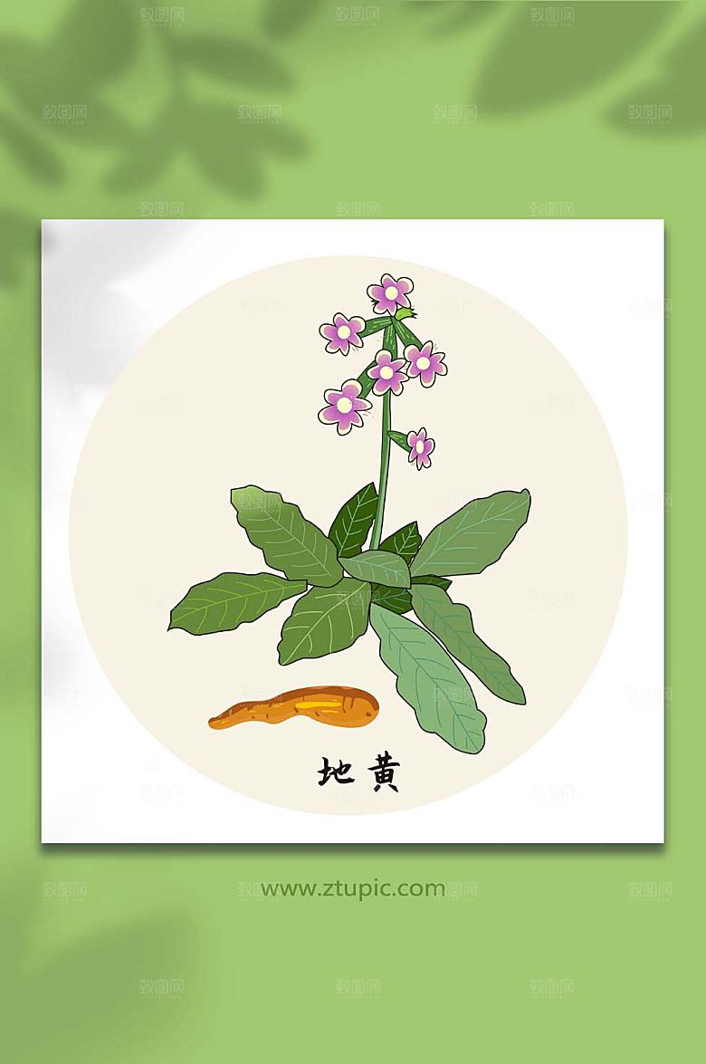 写实地黄中医药材元素插画设计