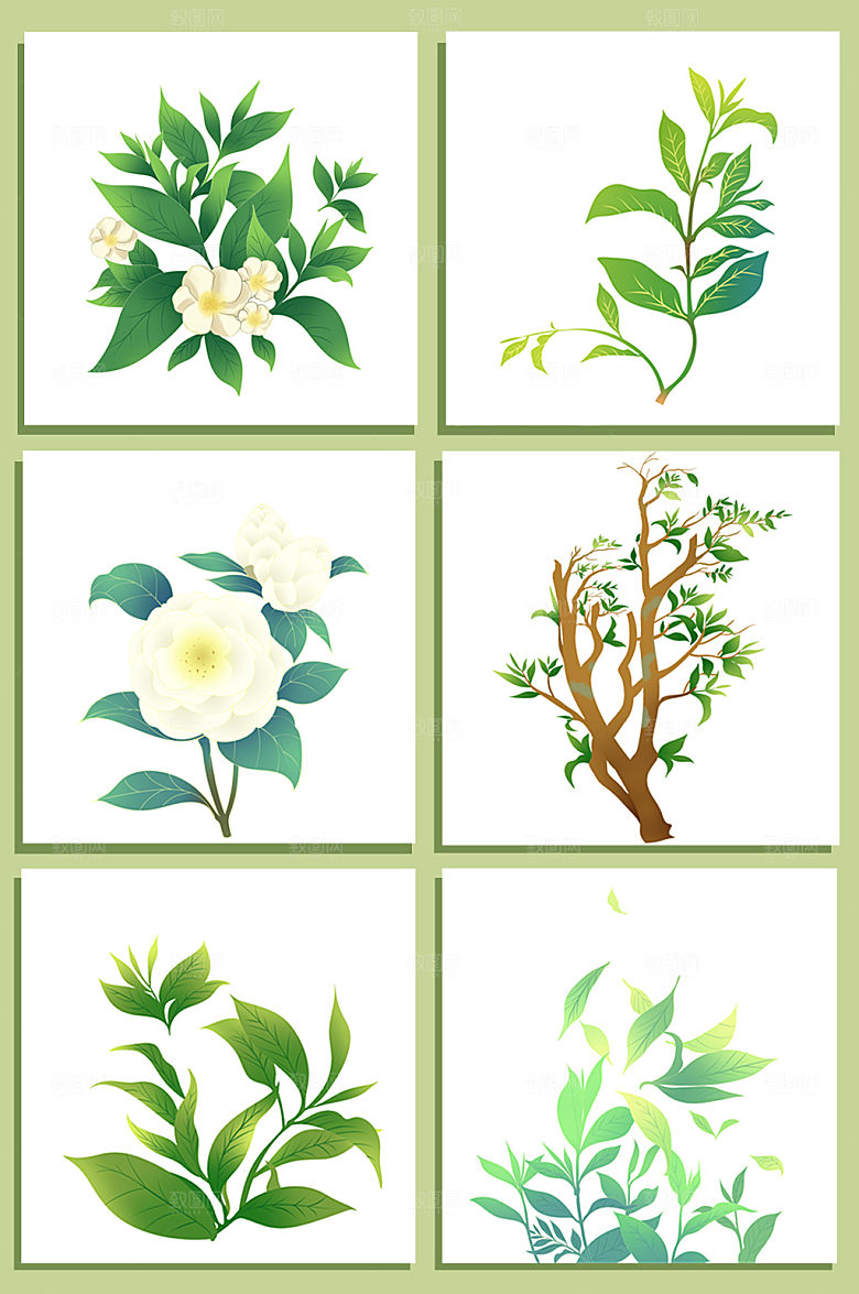 清新茶叶茶花茶包装插画素材