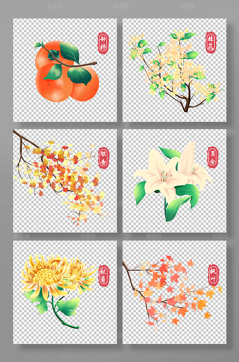 卡通柿子桂花菊枫叶花卉插画素材