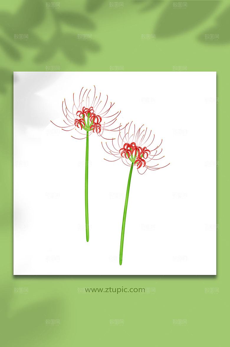 卡通秋季花卉彼岸花元素插画素材