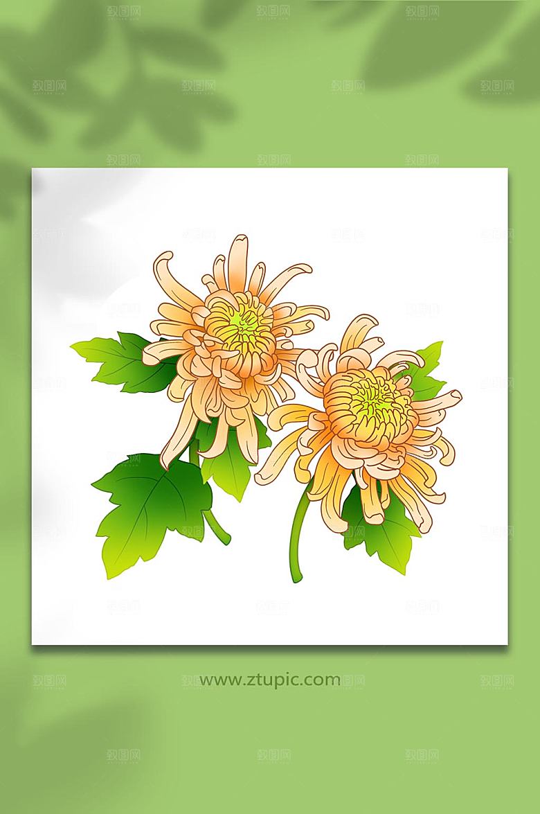卡通秋季花卉菊花元素插画素材