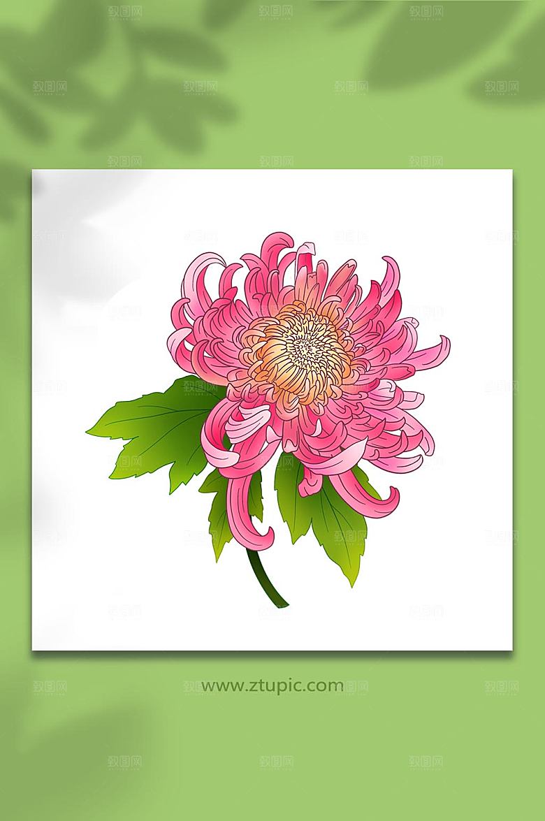 扁平秋季花卉鲜艳菊花插画设计