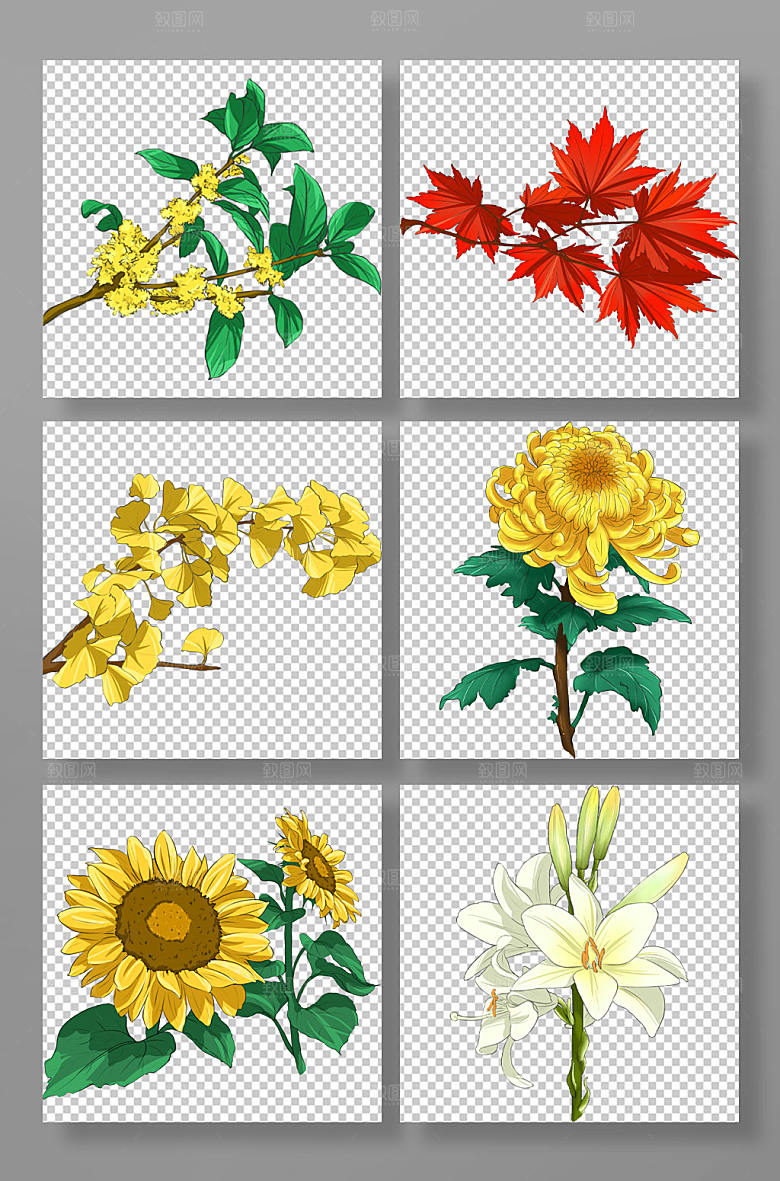 扁平秋季植物花卉插画设计