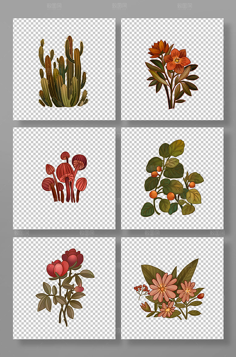 写实仙人掌菌类花卉插画素材