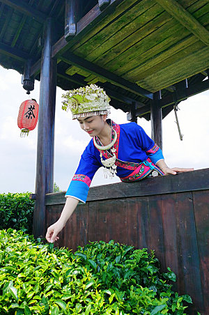 茶园少数民族采茶叶人物摄影图