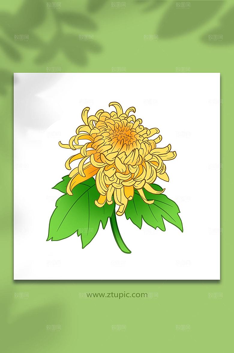 工笔风重阳节菊花元素原创插画素材
