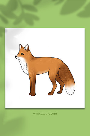 手绘国家保护动物狐狸原创插画素材