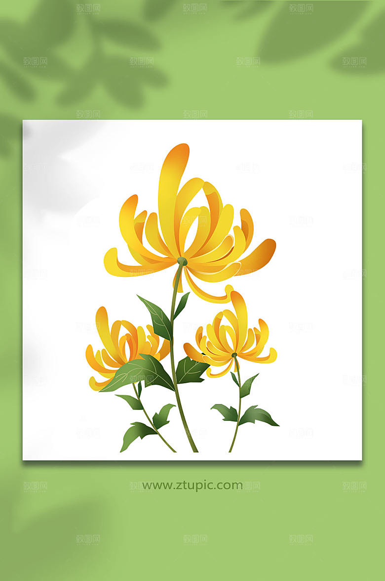 手绘菊花赏菊金丝菊重阳节物品元素插画